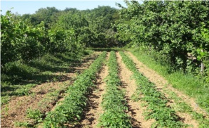 Le Potager du Village de Châteauneuf-le-Rouge