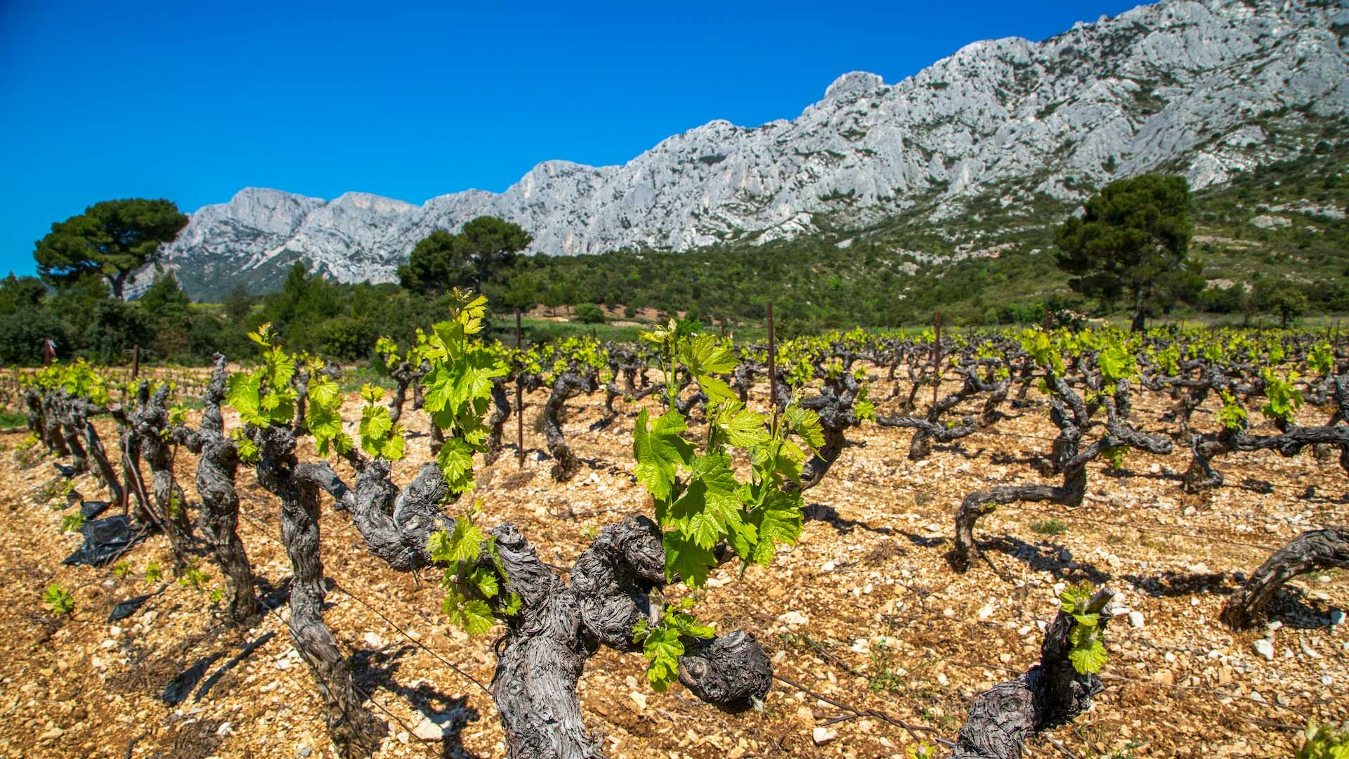 Les vins de la Sainte-Victoire, classés premier cru des côtes de Provence.